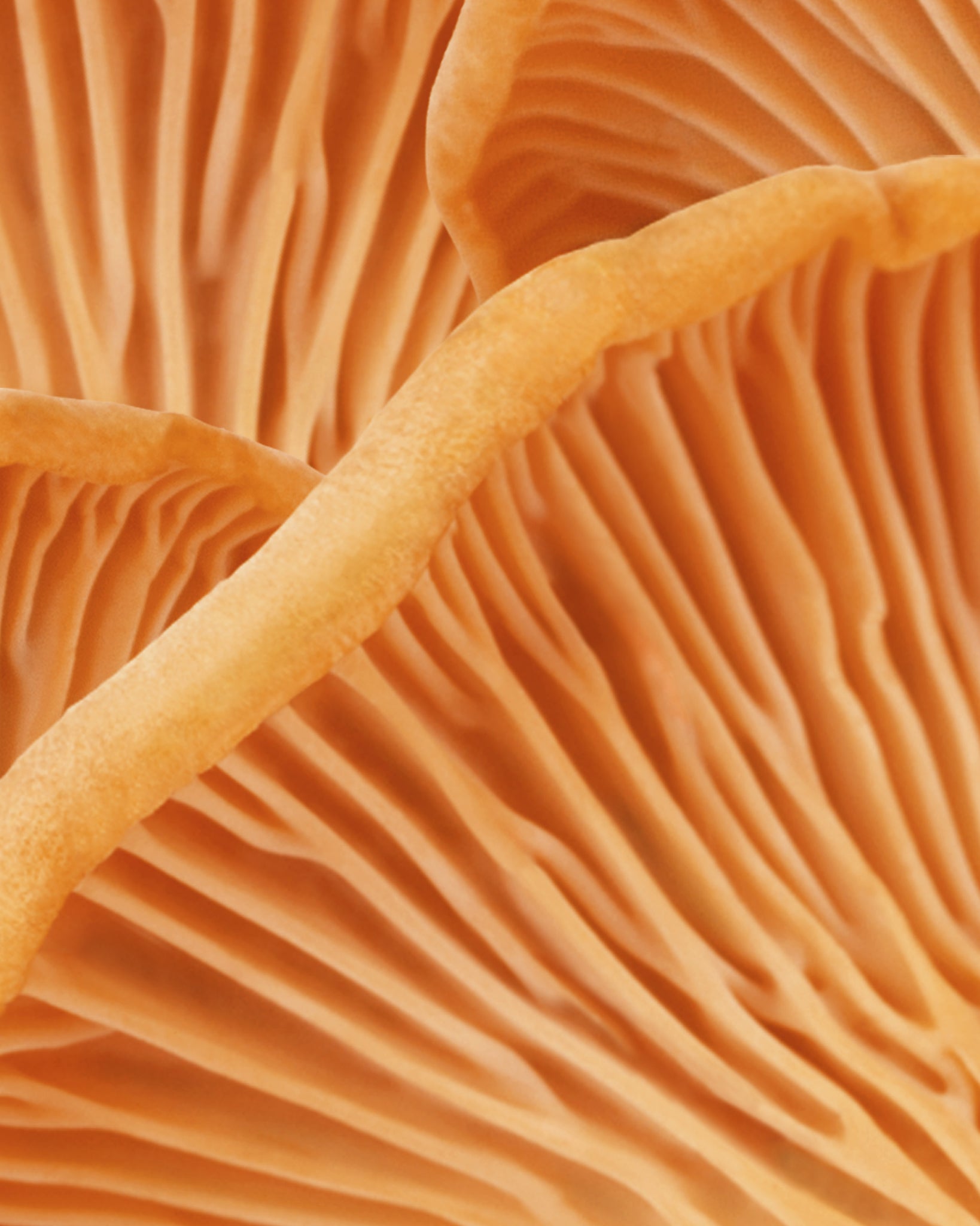 MADARA fungi conditioner