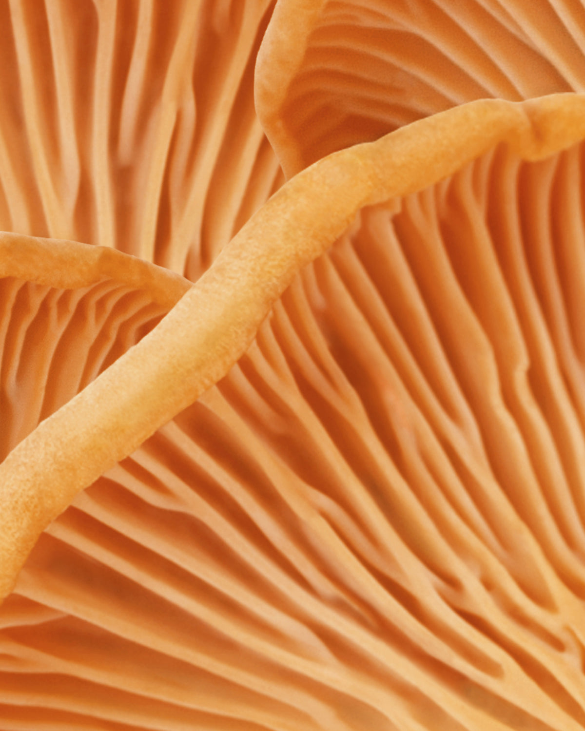 MADARA Cosmetics GROW haircare key ingredient chanterelle mushroom extract for stronger, fuller-looking hair growth support