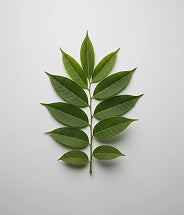 Arjun tree extract