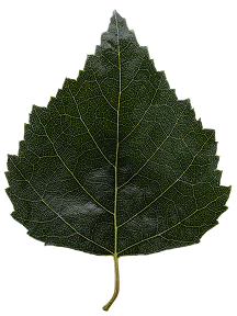 birch leaf