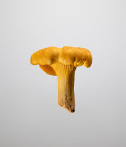 Chanterelle extract
