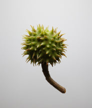 Horse chestnut extract