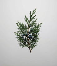 Juniper plant stem cell extract