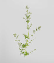 Lady's bedstraw