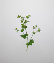 Estratto di alchemilla
