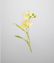 Linden flower