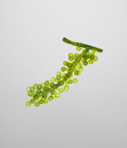 Microalgae