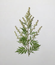 Mugwort Stem Cell Extract