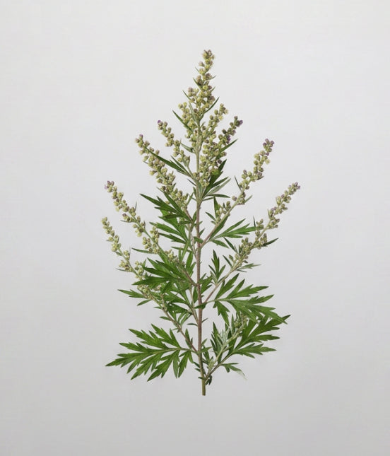 Mugwort stem cell extract 