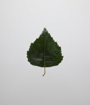 Northern birch juice