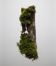 Oak bark extract