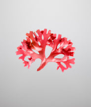 Red algae extract