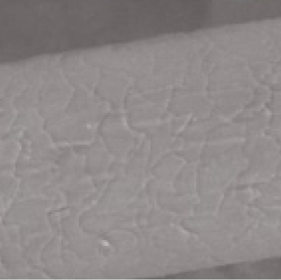 after madara grow conditioner Ex vivo study, scanning electron microscopy, magnification 800x