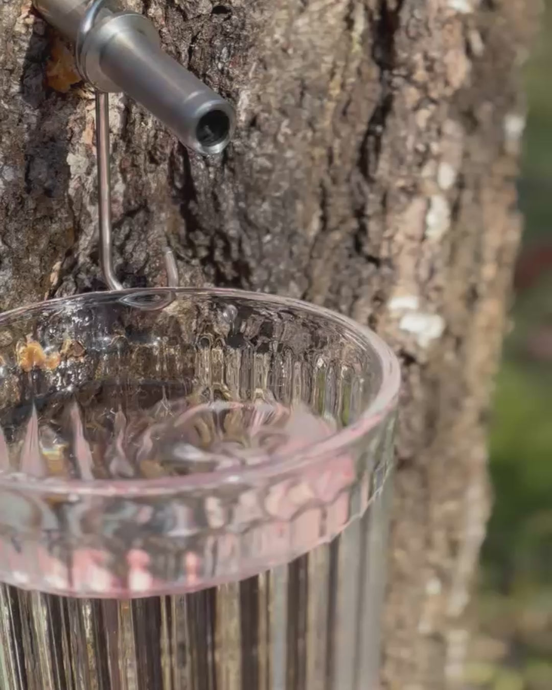 Load video: Tapping birch sap in the spring