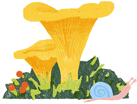 Chanterelle fungi Organic Cosmetics