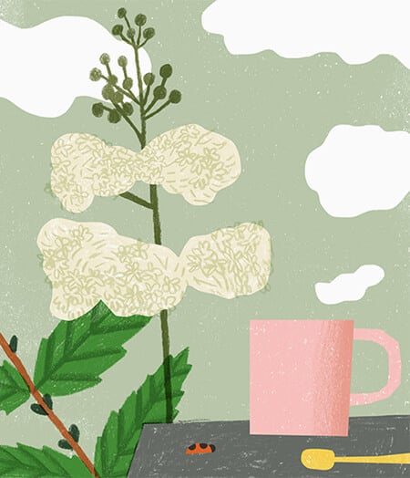 Northern meadowsweet, Organic Cosmetics