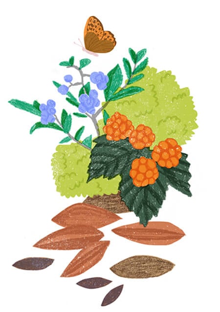 Northern meadowsweet, Organic Cosmetics