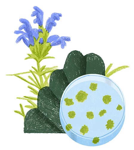 Plant stem cells, Cosmetics